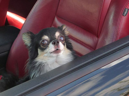 DMC-TZ5- 1/200 Sek. bei f / 4,7- 116